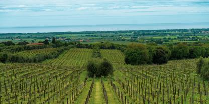 Die Kombination von Bäumen und Weinreben kann den Ertrag steigern.