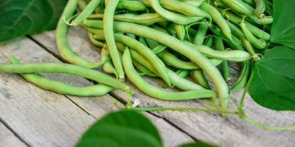 Hinter grüner Hülle verborgen: Die Bohne wird zur Giftpflanze des Jahres 2026.