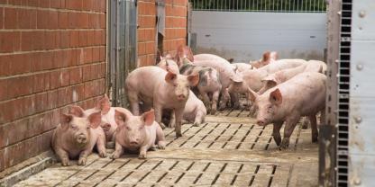 Schweinehaltung-AdobeStock_260553981