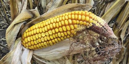 Der Kolben ist verformt, da aufgrund der Trockenheit die Befruchtung und Assimilateinlagerung gestört war.