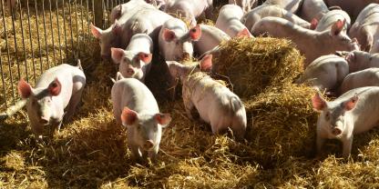 Schweine im Stroh