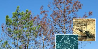 Absterbende Pinus pinaster, Vektorkäfer und Kiefernholznematoden.