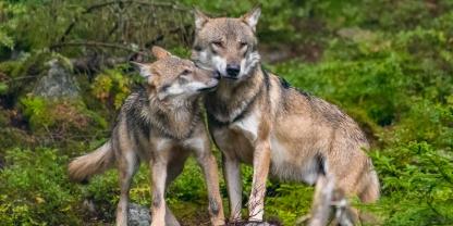 In einem Wolfsgebiet wurden zwei Hirschkühe gerissen.