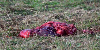 Im Vogelsberg wurden wiederholt Schlachtreste von Schweinen gefunden. Im Kreis ist die Sorge um eine mögliche Ausbreitung der ASP groß.