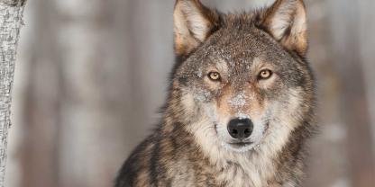 Ein Rentner entdeckte einen Wolf in seinem eigenen Garten.