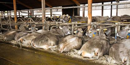 Wo es im Stall nach dem Füttern und Melken in den Liegeboxen so aussieht (hier im Zuchtbetrieb Alexander Dempf, Markt Wald), hat man selbst mit starren Abtrennungen nicht viel falsch gemacht.