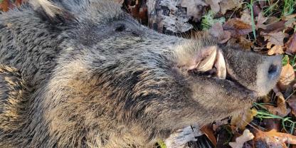 In Spanien steht der Verdacht im Raum, dass die aktuellen Ausbrüche der Afrikanischen Schweinepest (ASP) bei Wildschweinen auf einen Laborunfall zurückgehen könnten.