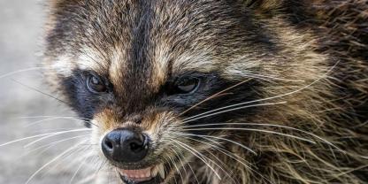In Hamburg will die dortige CDU-Fraktion Waschbären kastrieren lassen (Symbolbild).