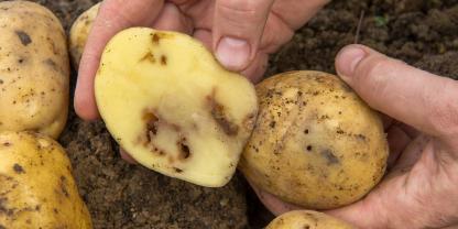 Drahtwurm an Kartoffeln: Produktneuheiten 2026 bei Insekziden