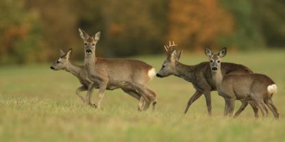 Ein Gericht hat die Schonzeitverkürzung im Rhein-Sieg-Kreis für rechtswidrig erklärt.