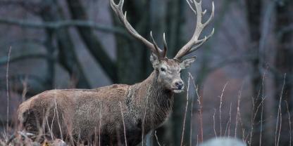 Rotwild aus Dänemark sorgt in Nordfriesland für Probleme, was insbesondere auch an der Jagd der dänischen Waidgenossen zu liegen scheint (Symbolbild).