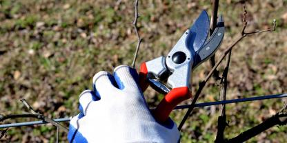 Die Gartenschere ist das eines der wichtigesten Gartenwerkzeuge.
