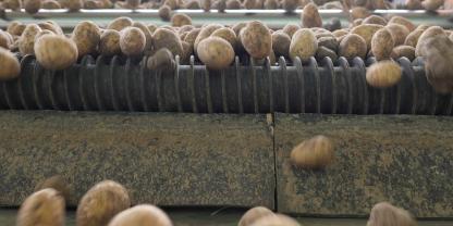 Gute Ernte und gute Qualitäten, doch der Kartoffelmarkt 2025 kann kaum die gesamte Ware aufnehmen. Das sorgte für einen Preissturz und jede Menge Frust bei den Kartoffelerzeugern.