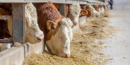 Mastbullen-AdobeStock_270933752