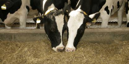 Milchkuehe fressen im Stall