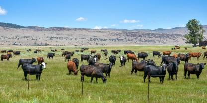 Kalifornien ist Kuhland. Die Tiere gelten als wichtiger Faktor in der Landschaft.