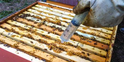 Das Träufeln der Oxalsäure-Zuckerlösung wurde in den 1990er Jahren als erste Methode zugelassen. Foto: Claudia Garrido