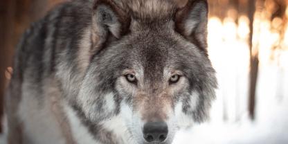 In Ziemetshausen im Landkreis Günzburg wurden Schafe von einem Wolf gerissen – das bewies nun ein DNA-Test (Symbolbild).