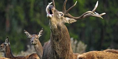 Hirsche können an der Tiefe des Röhrens die Stärke des Kontrahenten abschätzen.