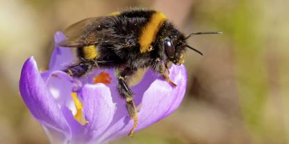 Die Dunkle Erdhummel zählt wie die etwas heller gestreifte Schwester zu den ersten im Jahr.