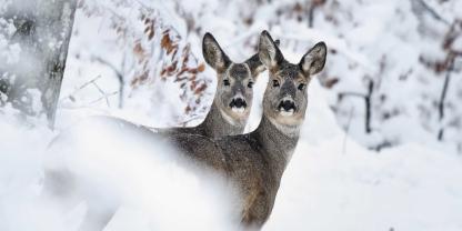 Im Januar lässt sich beim Rehwild gut Strecke machen. Wichtig ist, dass man Köpfchen jagt.