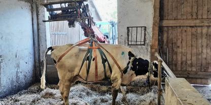 Die Gurte führt man unter der Kuh hindurch und zieht sie mit einem Frontlader langsam nach oben.