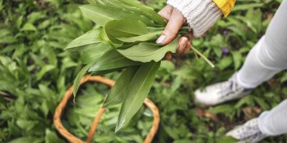 In der Krautschicht des Waldgartens wachsen Kräuter wie Bärlauch oder Waldmeister.