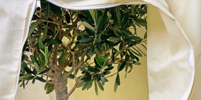 Unter einer winddichten, aber atmungsaktiven Haube kann ein Olivenbaum draußen überwintern.