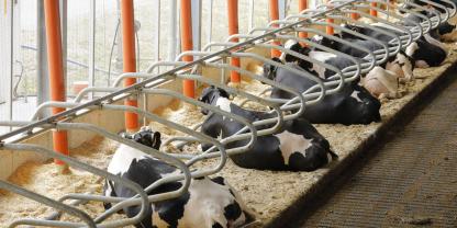 Mit der Preismisere bei der Milch verdienen Landwirte beim nächsten Betiebszweig kein Geld mehr.