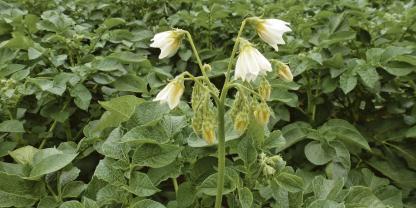 Um Kartoffeln klimaresilienter und leistungsfähiger zu machen, sucht das Projekt POMORROW nach neuen genetischen Varianten, die für die Züchtung neuer Sorten genutzt werden können.