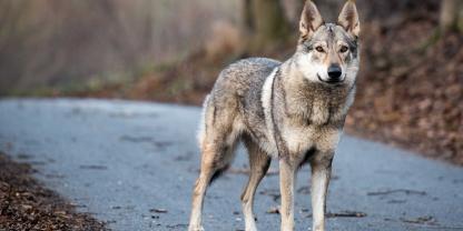 Dass Wölfe Straßen überqueren, ist aufgrund der Strecken, die sie zurücklegen, keine Seltenheit (Symbolbild).