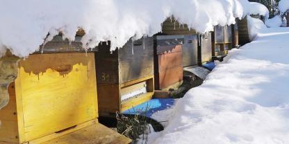 Im Winter ziehen sich die Bienen im Stock zu einer Traube zusammen und wärmen sich gegenseitig. Foto: Jürgen Schwenkel