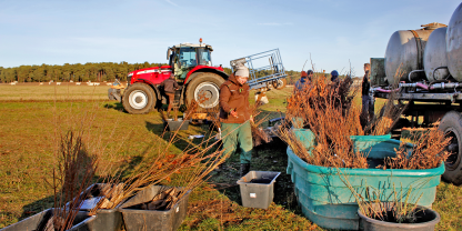 Maschinelle Pflanzung