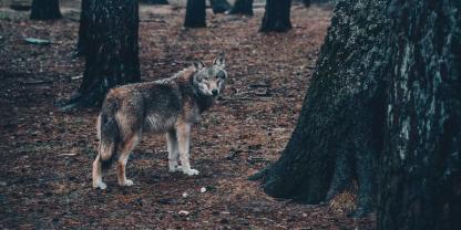 Noch dürfen in Schweden keine Wölfe gejagt werden.