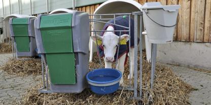 Bei weniger als 10 bis 15 °C schützen Kälberdecken zusammen mit einer dicke Strohschicht Kälber vor dem Auskühlen.
