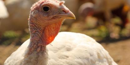 Es gibt erstmals einen Impfstoff gegen Vogelgrippe für Puten.