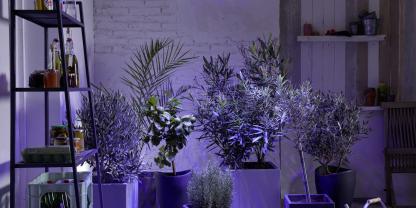 Eine dunkle Überwinterung von immergrünen Kübelpflanzen, gelingt mit LEDs, die weiße und blaue Lichtwellen aussenden.