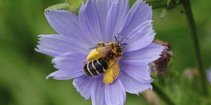Die auf Korbblütler spezialisierte Hosenbiene kann dank der stark behaarten Beine besonders viele Pollen der Wegwarte sammeln.