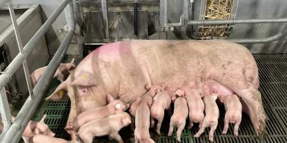 Der notwendige Umbau der Sauenhaltung stellt viele Landwirte vor die Existenzfrage: Weitermachen oder Aussteigen?