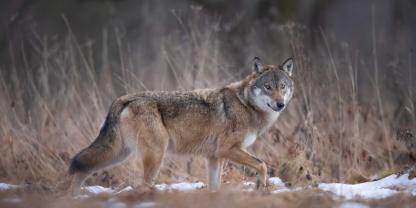 Der Wolf ist heute Thema im Bundestag.