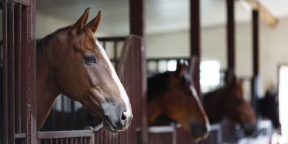 Pferfde-im-Stall-AdobeStock_88929146