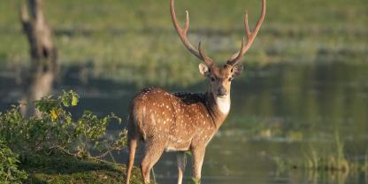 Pablo Escobars Chital-Hirsche bedrohen die biologische Vielfalt in Kolumbien (Symbolbild).