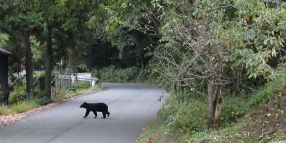 Schwarzbären werden in Japan zunehmend zu einem Problem (Symbolbild).