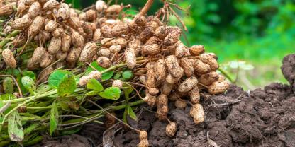 Jede Menge Erdnüsse hängen an einer Erdnusspflanze, die aus dem Boden gezogen wird.