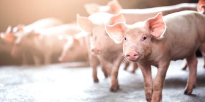 Alle fordern den Umbau der Schweineställe hin zu höheren Haltungsstufen. Aber werden die Mehrkosten wirklich vom Markt getragen und vom Verbraucher honoriert?
