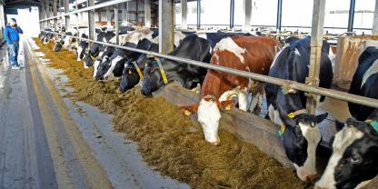 Blick in den Stall mit den Kühen, die am Fressen sind. 