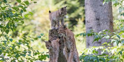 Im Frankenwald wurde zum ersten Mal eine Kätzin mit Jungtieren nachgewiesen (Symbolbild).