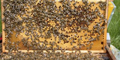 Richtig geschiedete Völker brüten auf der gesamten Wabe.