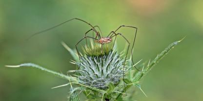 Der Weberknecht lebte schon vor den Dinosauriern.