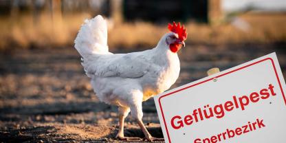 Wer beim Ausbruch der Vogelgrippe der Aufstallungspflicht nicht nachkommt, muss mit empfindlichen Bußgeldern rechnen – egal, ob Hobbyhalter oder Landwirt (Symbolbild).